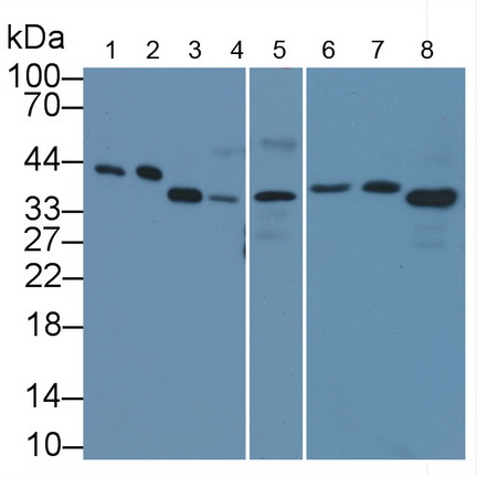 Monoclonal Antibody to TATA Binding Protein (TBP)