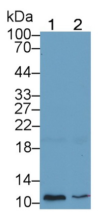 Monoclonal Antibody to Glycophorin A (GYPA)