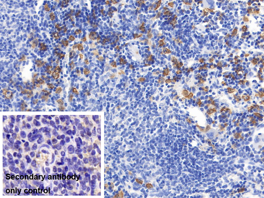 Monoclonal Antibody to Cluster Of Differentiation (CD163)