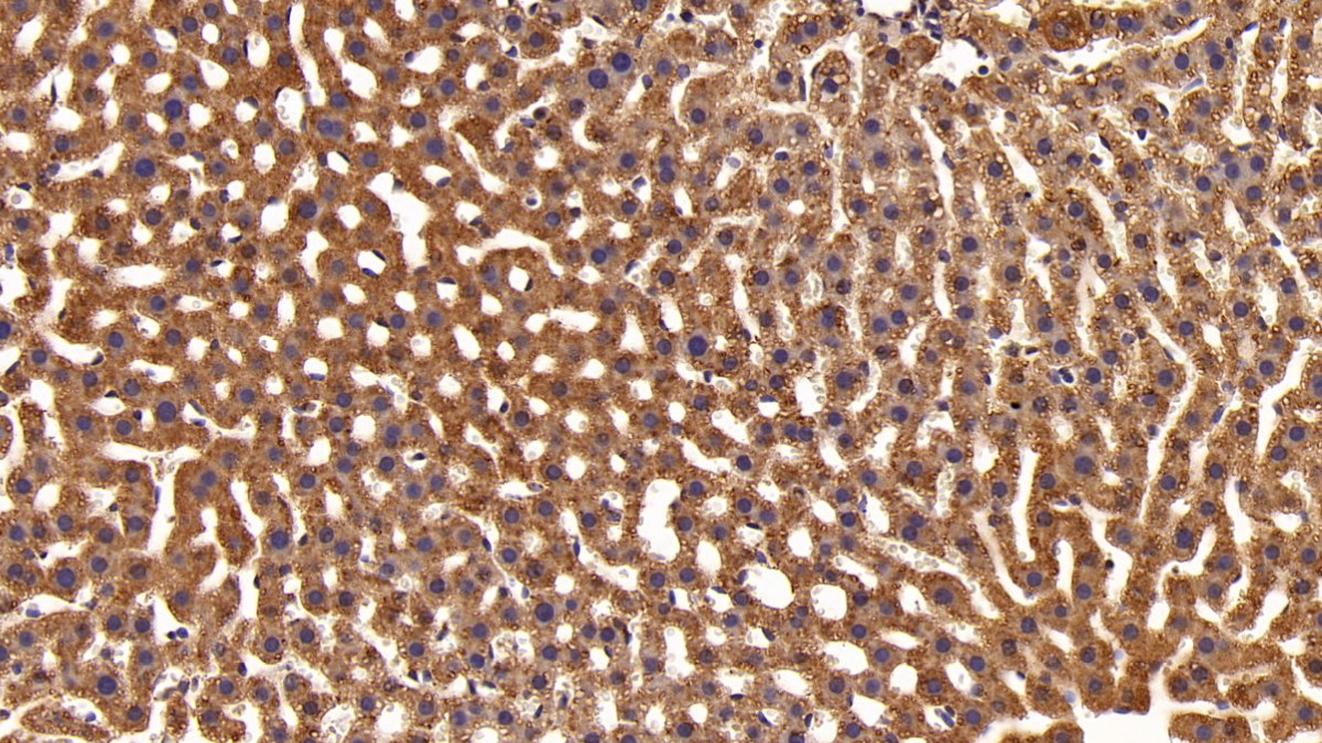 Monoclonal Antibody to Signal Transducer And Activator Of Transcription 3 (STAT3)