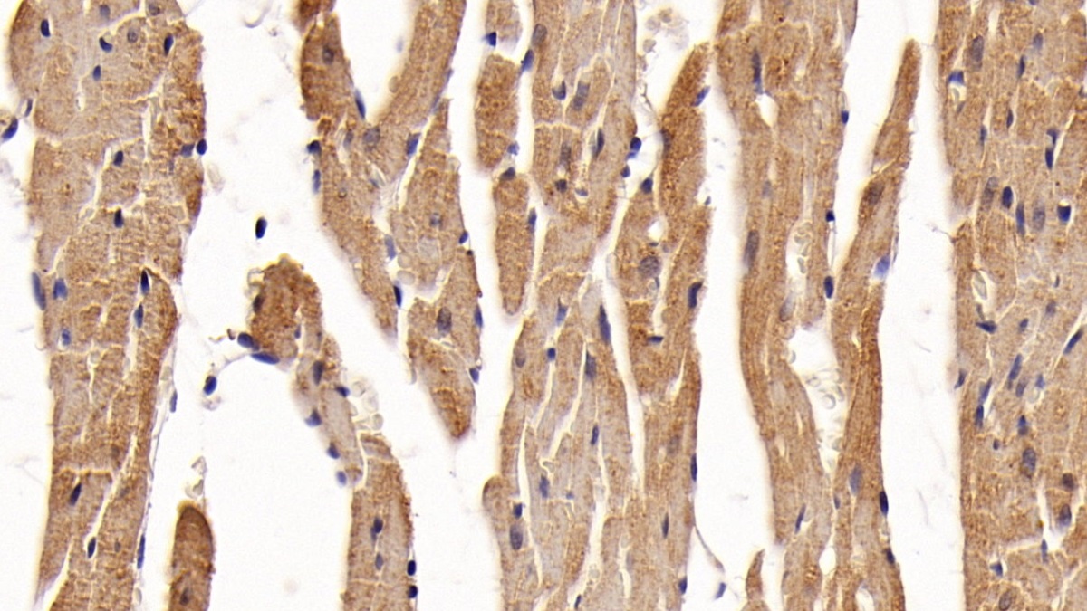 Monoclonal Antibody to Signal Transducer And Activator Of Transcription 3 (STAT3)