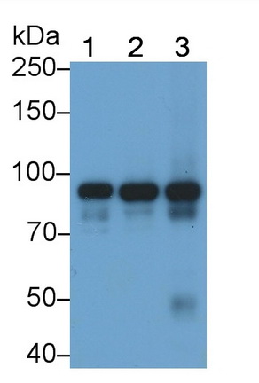 Monoclonal Antibody to Signal Transducer And Activator Of Transcription 3 (STAT3)