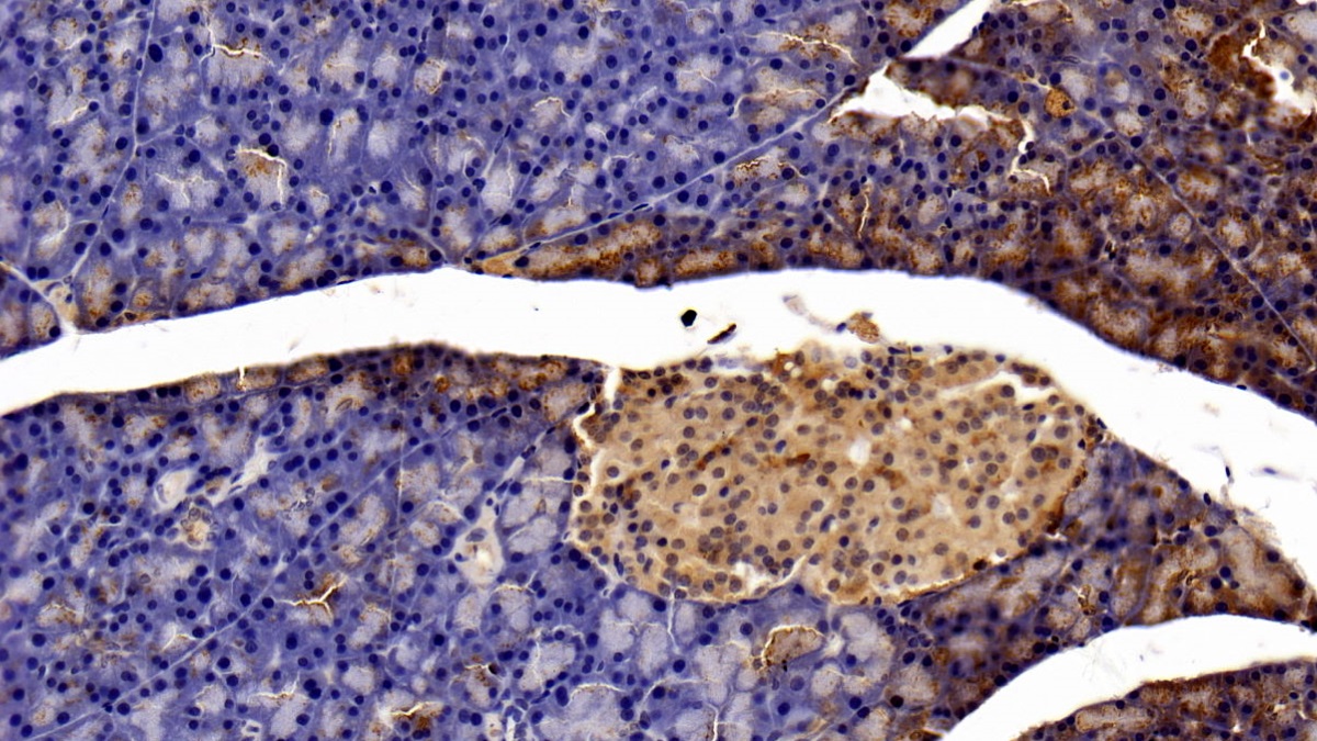 Monoclonal Antibody to Signal Transducer And Activator Of Transcription 3 (STAT3)