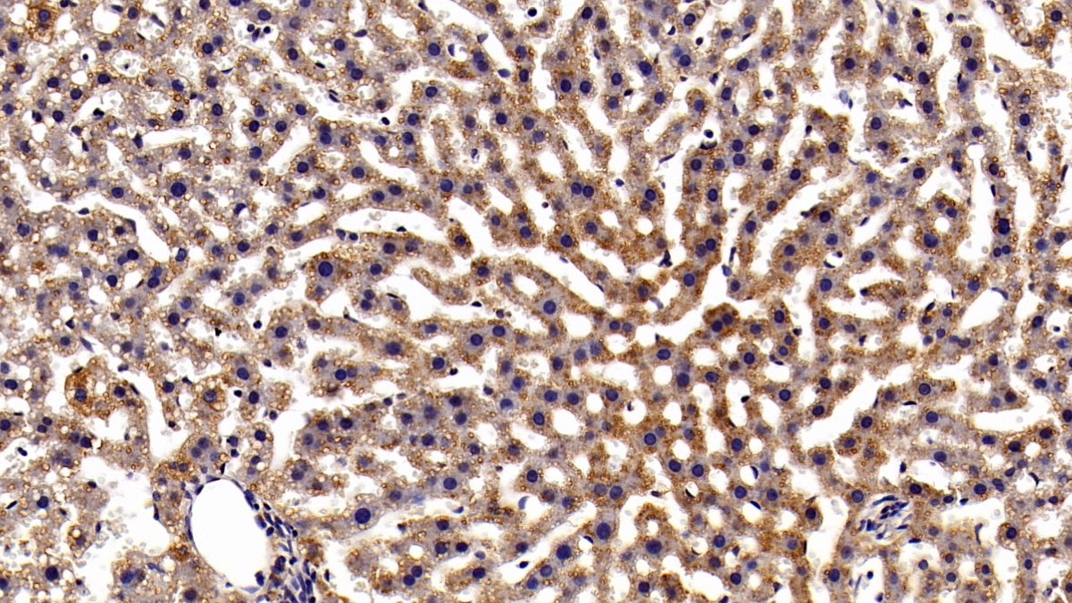 Monoclonal Antibody to Signal Transducer And Activator Of Transcription 3 (STAT3)