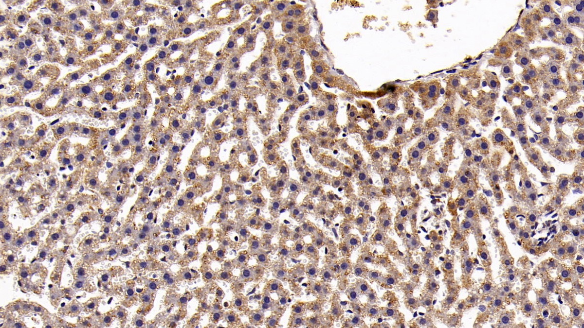 Monoclonal Antibody to Signal Transducer And Activator Of Transcription 3 (STAT3)