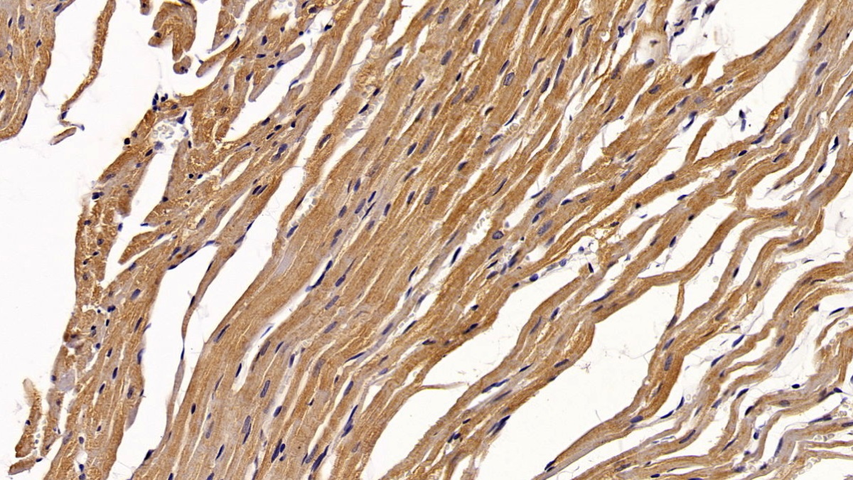 Monoclonal Antibody to Signal Transducer And Activator Of Transcription 3 (STAT3)