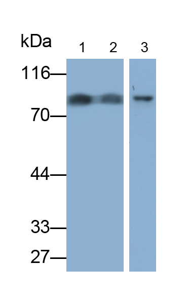 Monoclonal Antibody to Signal Transducer And Activator Of Transcription 3 (STAT3)