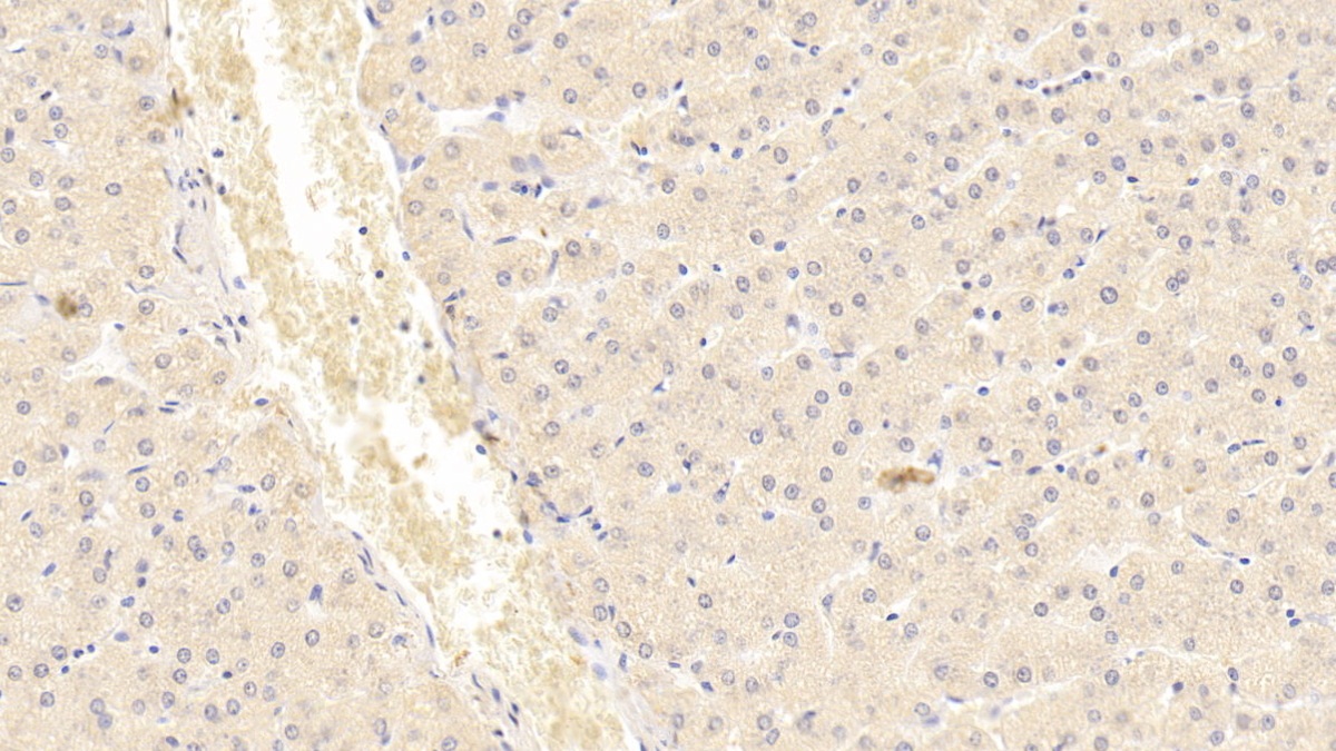 Monoclonal Antibody to Inhibin Beta B (INHbB)