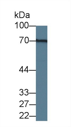 Monoclonal Antibody to Lectin Galactoside Binding, Soluble 3 Binding Protein (LGALS3BP)