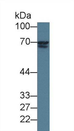 Monoclonal Antibody to Lectin Galactoside Binding, Soluble 3 Binding Protein (LGALS3BP)