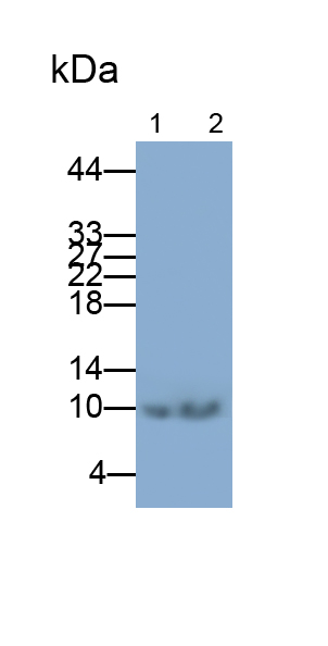 Monoclonal Antibody to S100 Calcium Binding Protein A6 (S100A6)