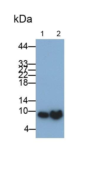 Monoclonal Antibody to S100 Calcium Binding Protein A6 (S100A6)