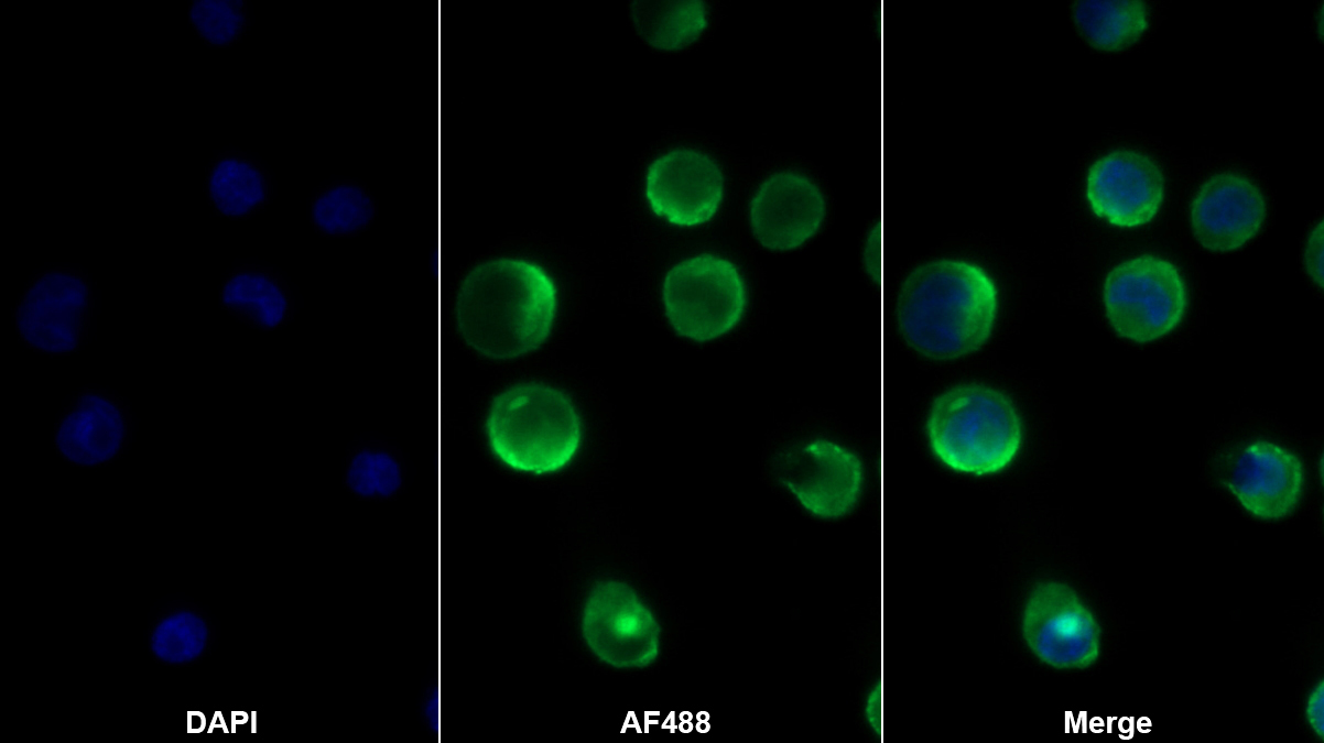 Monoclonal Antibody to Sialic Acid Binding Ig Like Lectin 7 (SIGLEC7)