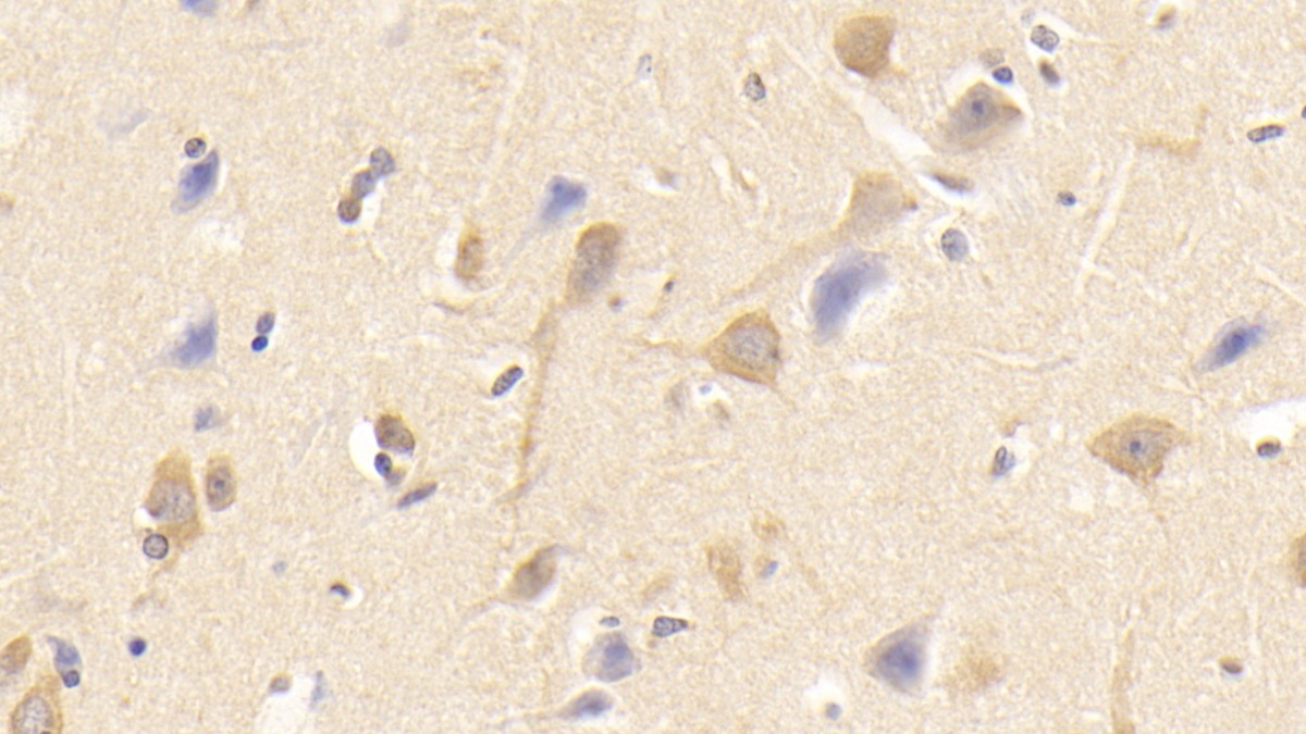 Monoclonal Antibody to Sialic Acid Binding Ig Like Lectin 8 (SIGLEC8)