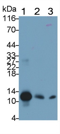 Monoclonal Antibody to S100 Calcium Binding Protein A8 (S100A8)