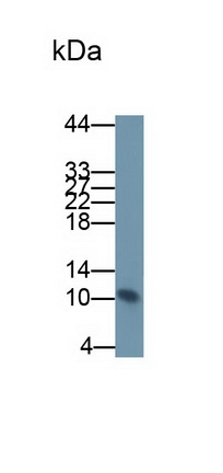 Monoclonal Antibody to S100 Calcium Binding Protein A8 (S100A8)