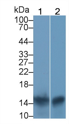 Monoclonal Antibody to S100 Calcium Binding Protein A9 (S100A9)