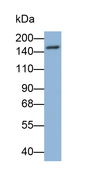 Monoclonal Antibody to Jagged 1 (JAG1)