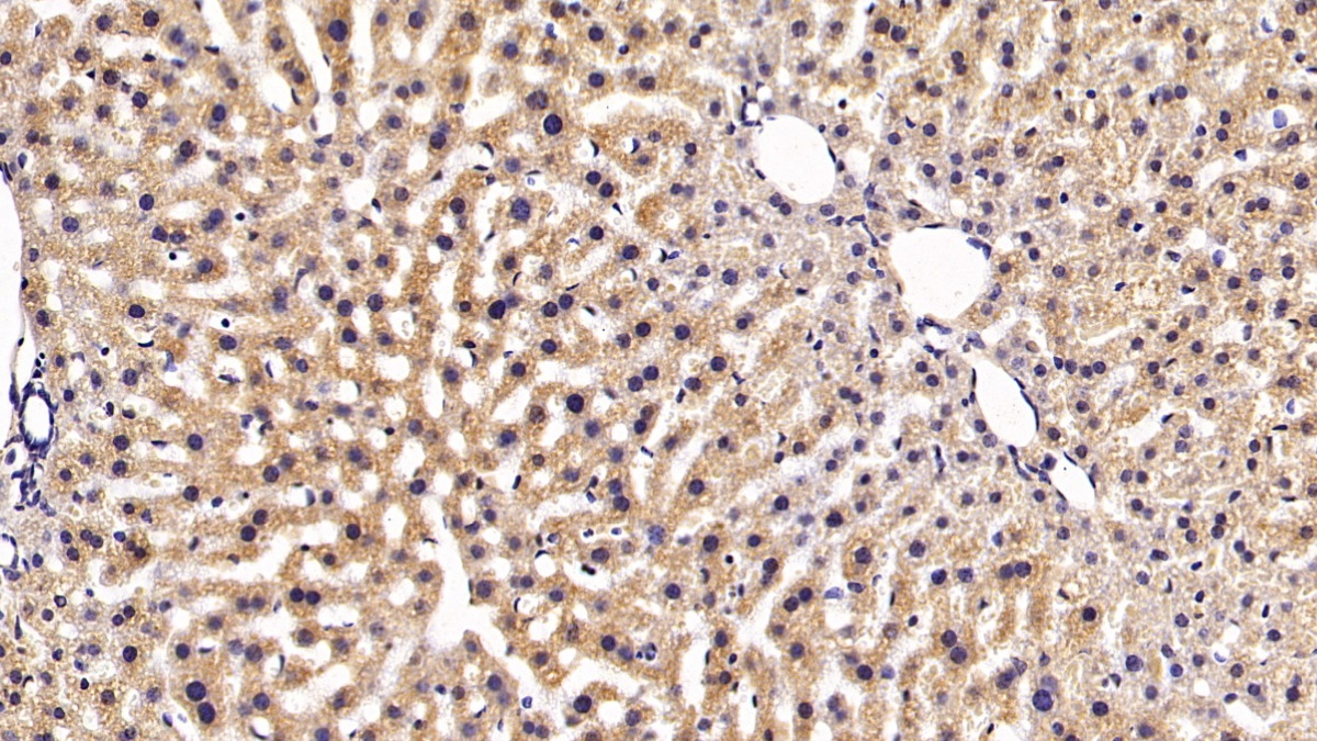 Monoclonal Antibody to Hedgehog Homolog, Sonic (SHH)