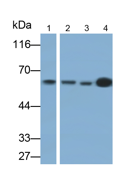 Monoclonal Antibody to Hedgehog Homolog, Sonic (SHH)