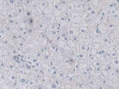 Monoclonal Antibody to Vascular Endothelial Growth Factor 121 (VEGF121)