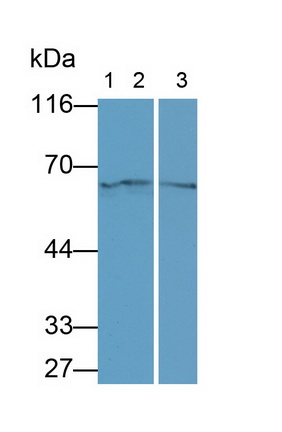 Monoclonal Antibody to Neuregulin 1 (NRG1)