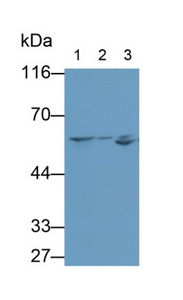 Monoclonal Antibody to Neuregulin 1 (NRG1)