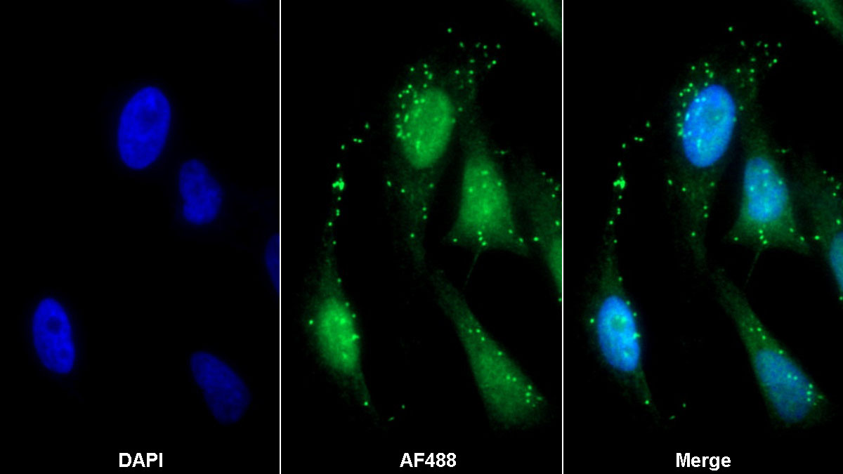 Monoclonal Antibody to Neuregulin 1 (NRG1)