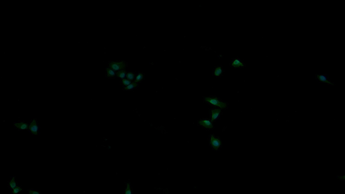 Monoclonal Antibody to Receptor Tyrosine Protein Kinase erbB-2 (ErbB2)