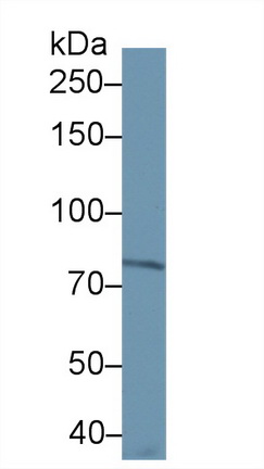 Monoclonal Antibody to Apotransferrin (apoTf)