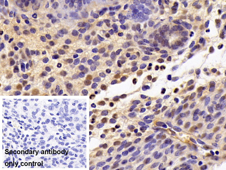 Monoclonal Antibody to Glyceraldehyde-3-Phosphate Dehydrogenase (GAPDH)