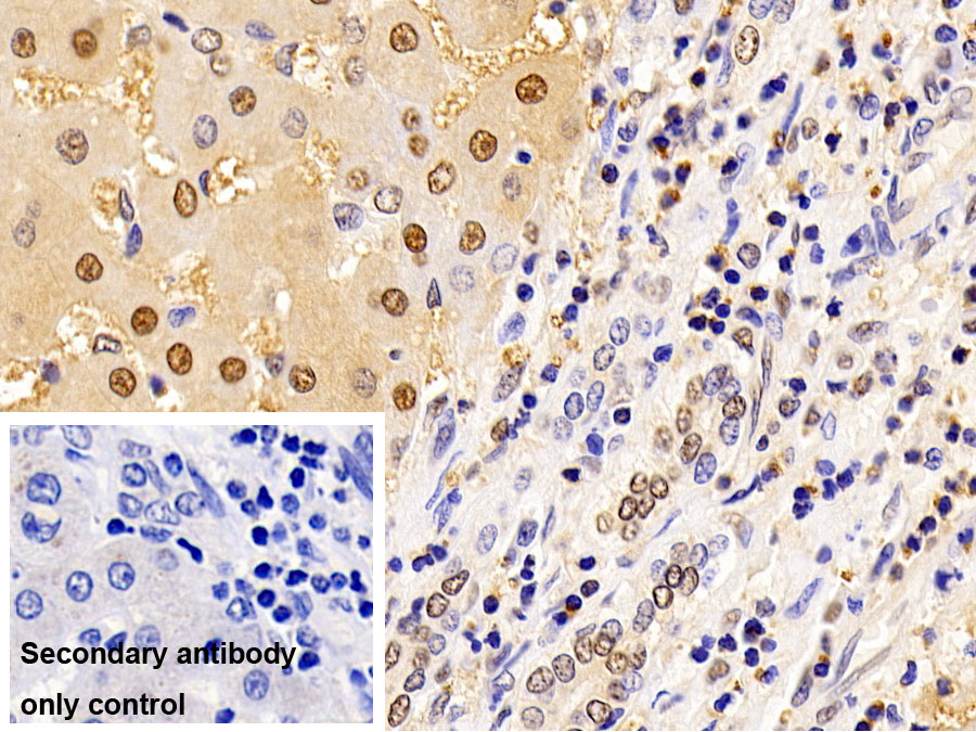 Monoclonal Antibody to Glyceraldehyde-3-Phosphate Dehydrogenase (GAPDH)