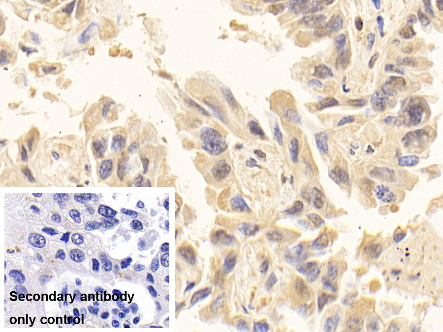 Monoclonal Antibody to Glyceraldehyde-3-Phosphate Dehydrogenase (GAPDH)