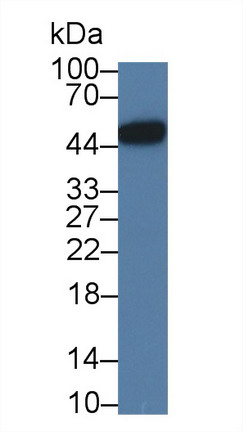 Monoclonal Antibody to Leucine Rich Alpha-2-Glycoprotein 1 (LRG1)