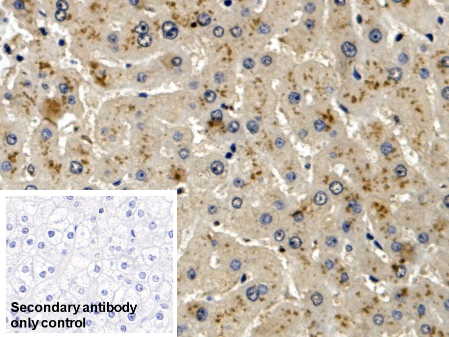 Monoclonal Antibody to Leucine Rich Alpha-2-Glycoprotein 1 (LRG1)