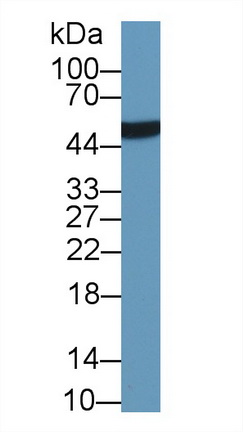 Monoclonal Antibody to Leucine Rich Alpha-2-Glycoprotein 1 (LRG1)