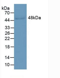 Monoclonal Antibody to Leucine Rich Alpha-2-Glycoprotein 1 (LRG1)