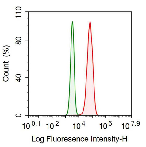 Monoclonal Antibody to Annexin A2 (ANXA2)