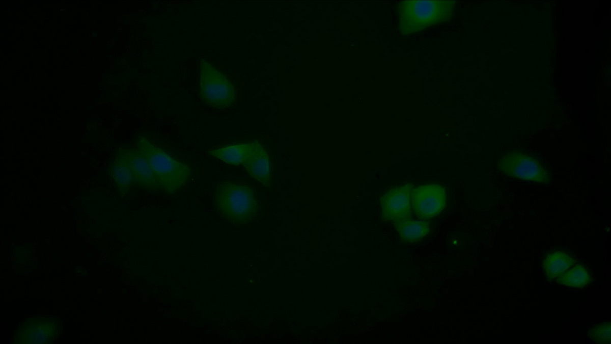 Monoclonal Antibody to Transforming Growth Factor Beta 3 (TGFb3)