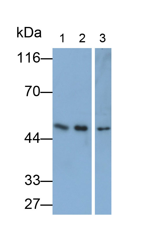 Monoclonal Antibody to Transforming Growth Factor Beta 3 (TGFb3)