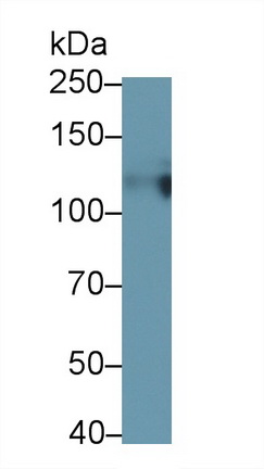 Monoclonal Antibody to Cluster Of Differentiation 34 (CD34)