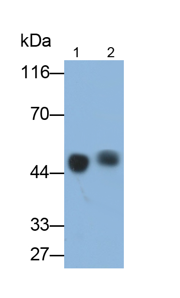 Monoclonal Antibody to Apolipoprotein A4 (APOA4)