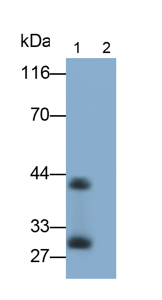 Monoclonal Antibody to Interleukin 33 (IL33)