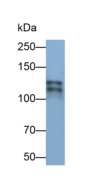 Monoclonal Antibody to Toll Like Receptor 8 (TLR8)