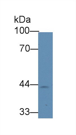 Monoclonal Antibody to Haptoglobin Related Protein (HPR)