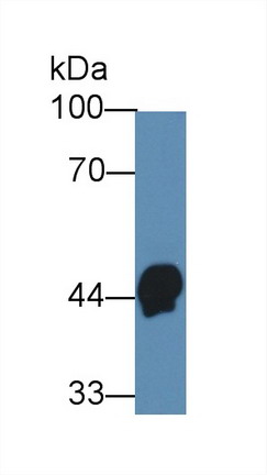 Monoclonal Antibody to Haptoglobin Related Protein (HPR)