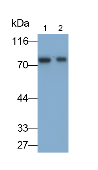 Monoclonal Antibody to Transferrin (TF)