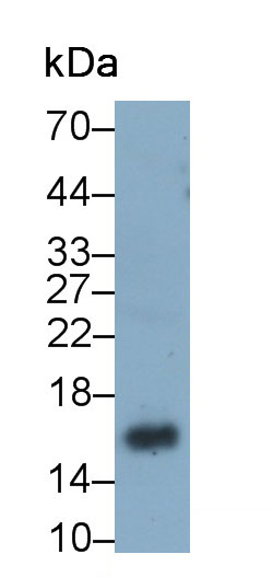 Monoclonal Antibody to Survivin (Surv)