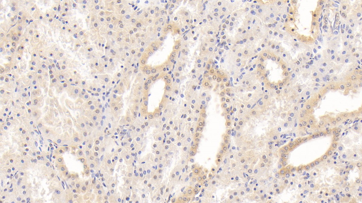 Monoclonal Antibody to Laminin Alpha 3 (LAMa3)