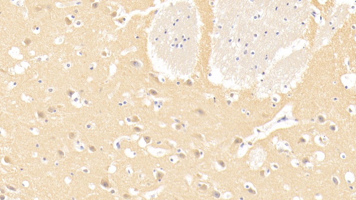 Monoclonal Antibody to Laminin Alpha 3 (LAMa3)